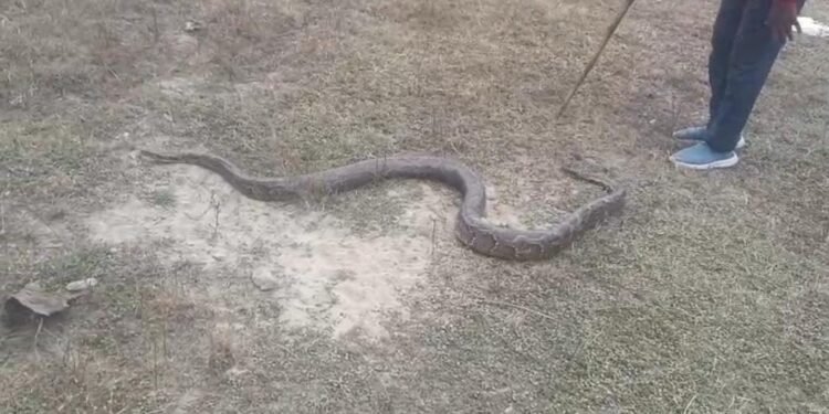 Bihar: गांव में घुसा 12 फीट का विशालकाय अजगर, बेतिया में दहशत के बीच वन विभाग ने किया रेस्क्यू