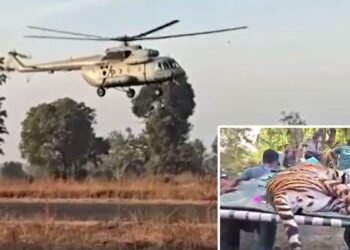 पहली बार… वायुसेना के MI-17 हेलीकॉप्टर से बाघिन की शिफ्टिंग; पेंच से राजस्थान भेजी गई