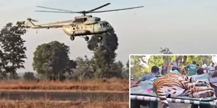 पहली बार… वायुसेना के MI-17 हेलीकॉप्टर से बाघिन की शिफ्टिंग; पेंच से राजस्थान भेजी गई