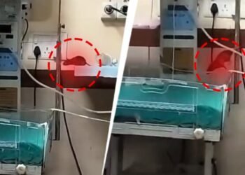 इंदौर: देश के सबसे साफ शहर में चूहों का आतंक, साल 2025 में रेट बाइट के 1250 मामले दर्ज