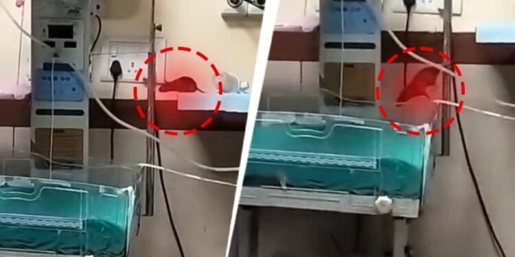 इंदौर: देश के सबसे साफ शहर में चूहों का आतंक, साल 2025 में रेट बाइट के 1250 मामले दर्ज