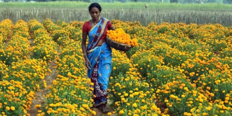 Sarkari Scheme: गेंदा फूल की खेती पर 50% सब्सिडी, जानिए किसे मिलेगा लाभ और कहां करें आवेदन