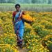Sarkari Scheme: गेंदा फूल की खेती पर 50% सब्सिडी, जानिए किसे मिलेगा लाभ और कहां करें आवेदन