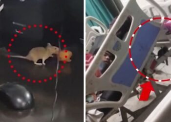 आजतक की खबर का असर: सतना अस्पताल में चूहों को ‘मंगौड़ी’ खिलाने वाले 4 डॉक्टर और 20 नर्सों को नोटिस