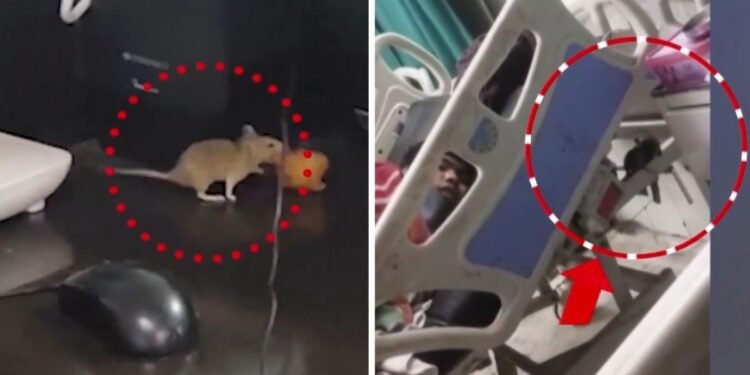 आजतक की खबर का असर: सतना अस्पताल में चूहों को ‘मंगौड़ी’ खिलाने वाले 4 डॉक्टर और 20 नर्सों को नोटिस