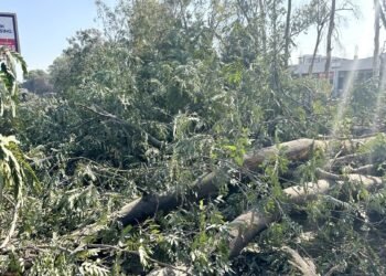 भोपाल अयोध्या बायपास… NGT का बड़ा फैसला, पेड़ों की कटाई पर तत्काल प्रभाव से लगाया ‘ब्रेक’