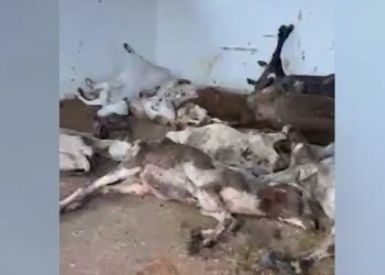 ग्वालियर: गौवंश के शवों का लगा ढेर, गौशाला का सालाना बजट 25 करोड़ रुपए, उठे सवाल