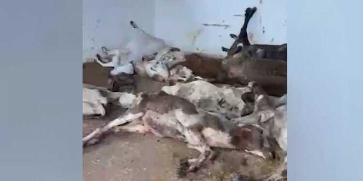 ग्वालियर: गौवंश के शवों का लगा ढेर, गौशाला का सालाना बजट 25 करोड़ रुपए, उठे सवाल