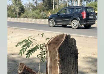 कहीं अरावली की पहाड़ियां, तो कहीं भोपाल की हरियाली… रोड चौड़ीकरण के लिए भोपाल में कटेंगे 7 हजार से ज्यादा पेड़, NHAI के दावों पर उठे सवाल