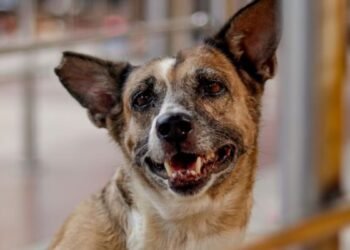 शराब के लिए नहीं थे पैसे… युवक ने कुत्ता मारा, फिर खरगोश का मीट बताकर पूरे गांव में बेचा