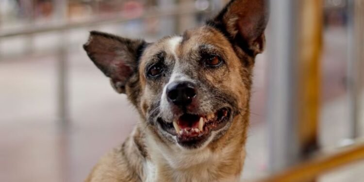 शराब के लिए नहीं थे पैसे… युवक ने कुत्ता मारा, फिर खरगोश का मीट बताकर पूरे गांव में बेचा