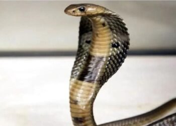 नूंह में क्रूरता की हद पार, 10 सांपों को मारकर पेड़ से लटकाया, अब होगी कार्रवाई