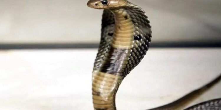 नूंह में क्रूरता की हद पार, 10 सांपों को मारकर पेड़ से लटकाया, अब होगी कार्रवाई