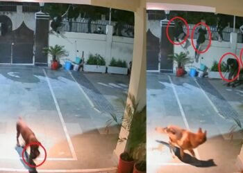 वफादार कुत्तों को दिया मीट का लालच… लोडिंग गाड़ी में आए 8 बदमाश, पॉश कॉलोनी में खौफनाक डकैती