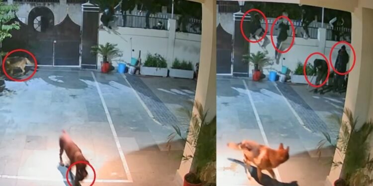 वफादार कुत्तों को दिया मीट का लालच… लोडिंग गाड़ी में आए 8 बदमाश, पॉश कॉलोनी में खौफनाक डकैती