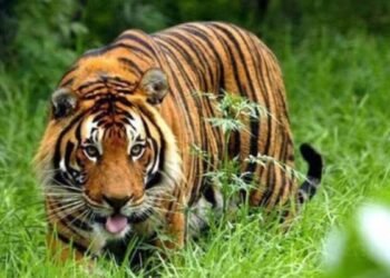 महाराष्ट्र में बांस काट रहे MP के 2 मजदूरों पर बाघ का हमला, मौत; बफर जोन में काम रुका