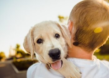 आवारा कुत्तों की गिनती करेंगे दिल्ली के टीचर्स? सरकार बोली- AAP ने फैलाया भ्रम