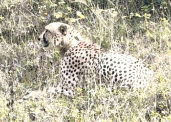 राजस्थान सीमा पर 9 दिनों से चीता का मूवमेंट, नीलगाय और बछड़े का शिकार जारी