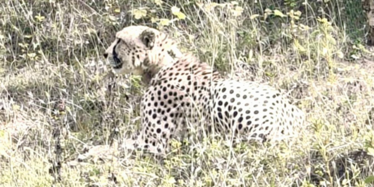 राजस्थान सीमा पर 9 दिनों से चीता का मूवमेंट, नीलगाय और बछड़े का शिकार जारी