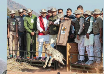 कूनो नेशनल पार्क में बड़ा आयोजन: सीएम मोहन यादव आज तीन चीतों को बाड़े से जंगल में छोड़ेंगे