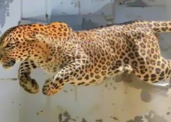 इंदौर में तेंदुए के पंजे काटने वाला शिकारी गिरफ्तार, खौफनाक खुलासा और जानिए पूरी कहानी