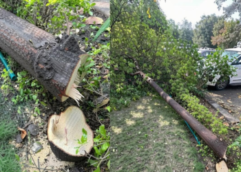 सैंकड़ों जवानों की सुरक्षा में मौजूद विधानसभा में चंदन का पेड़ काटा, चोरों ने की बड़ी सेंधमारी