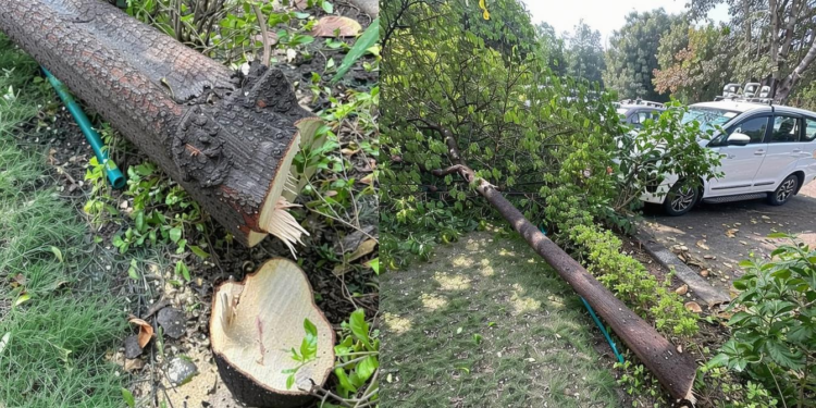 सैंकड़ों जवानों की सुरक्षा में मौजूद विधानसभा में चंदन का पेड़ काटा, चोरों ने की बड़ी सेंधमारी