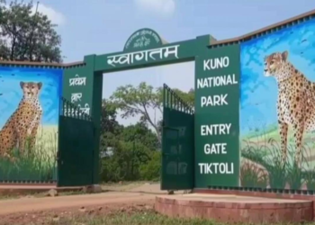 कूनो नेशनल पार्क में वीरा के शावक की मौत, 24 घंटे पहले ही जंगल में छोड़े गए थे चीते