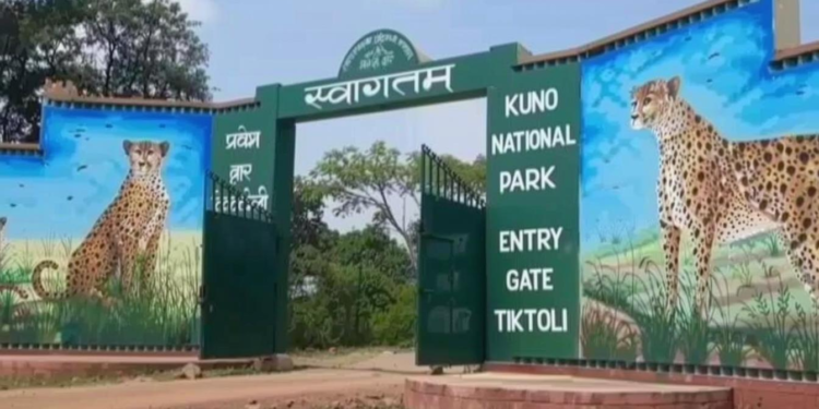 कूनो नेशनल पार्क में वीरा के शावक की मौत, 24 घंटे पहले ही जंगल में छोड़े गए थे चीते