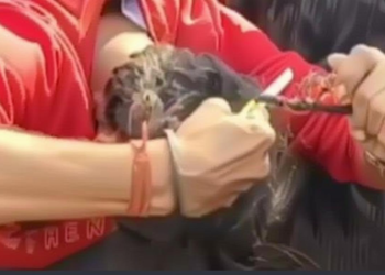 बुलडोजर कार्रवाई से नाराज युवक ने कैमरे पर काटी चोटी, कुत्ते को पहना पीला गमछा – वायरल वीडियो