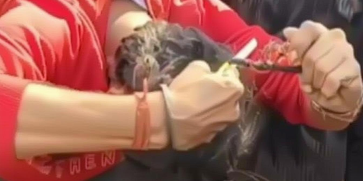 बुलडोजर कार्रवाई से नाराज युवक ने कैमरे पर काटी चोटी, कुत्ते को पहना पीला गमछा – वायरल वीडियो