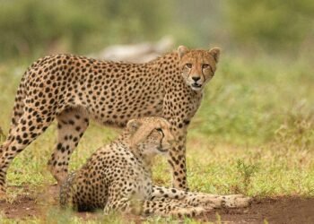 2025 में MP के कूनो पार्क में जन्मे 12 चीते… उनमें से 3 की मौत हो गई, अब कुल संख्या 30