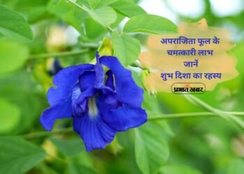 Aparajita Flower Jyotish Upay: घर में अपराजिता लगाने से बदल सकती है किस्मत,सही दिशा में लगाने से बढ़े सुख-समृद्धि