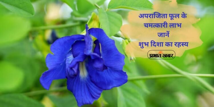 Aparajita Flower Jyotish Upay: घर में अपराजिता लगाने से बदल सकती है किस्मत,सही दिशा में लगाने से बढ़े सुख-समृद्धि