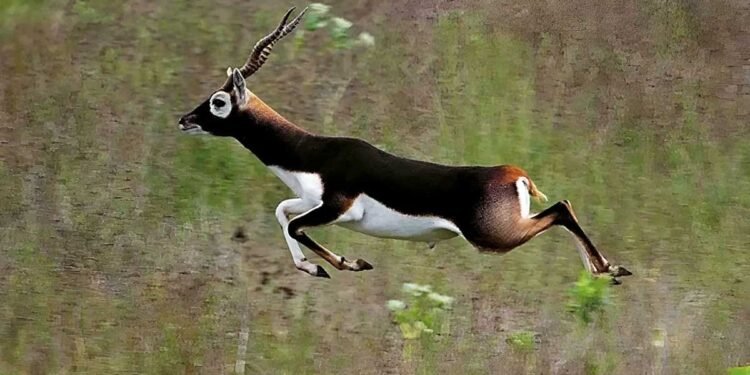 करंट लगाकर काले हिरण का शिकार, 30KG मांस बरामद एक गिरफ्तार, चार फरार