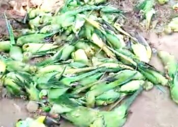 खरगोन में 150 तोतों की मौत से हड़कंप, 72 घंटे के भीतर जमीन पर लग गया मरे पक्षियों का ढेर; विसरा रिपोर्ट का इंतजार