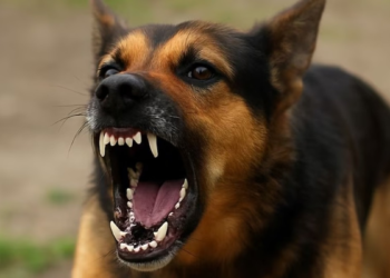 दिल्ली में रेबीज घोषित होगा ‘अधिसूचित रोग’, हर केस की मॉनिटरिंग और रिपोर्टिंग होगी अनिवार्य