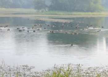 रूस से ब्राजील तक के पक्षी… पटना में कलरव कर रहे विदेशी मेहमान