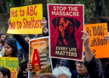 स्ट्रे डॉग्स पर SC में बड़ी बहस, कोर्ट ने कहा- डरने वालों को सूंघ कर हमला करते हैं आवारा कुत्ते