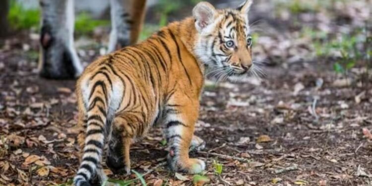 MP: बांधवगढ़ टाइगर रिजर्व में बाघ के शावक की मौत, फॉरेस्ट अफसर बोले- आपसी संघर्ष में गई जान