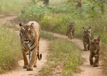 MP में बनेगा 625 KM लंबा ‘टाइगर टूरिज्म कॉरिडोर’… पेंच, कान्हा, बांधवगढ़ और पन्ना होंगे सड़क मार्ग से कनेक्ट