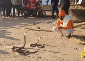 सांप ने डंसा तो तीन-तीन कोबरा लेकर अस्पताल पहुंच गया युवक और फिर…
