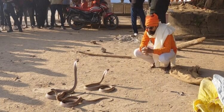सांप ने डंसा तो तीन-तीन कोबरा लेकर अस्पताल पहुंच गया युवक और फिर…
