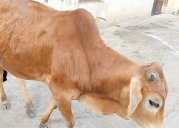 भोपाल से 26 टन गोमांस मुंबई भेजा… छलका BJP विधायक का दर्द, बोले- गाय सिर्फ वोटों की राजनीति तक सीमित