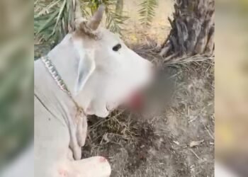 बेजुबान पर कहर… ‘पोटाश का गोला’ खा गई गर्भवती गाय, खेत में चरते समय मुंह में फटा, जबड़ा उड़ जाने से हालत नाजुक