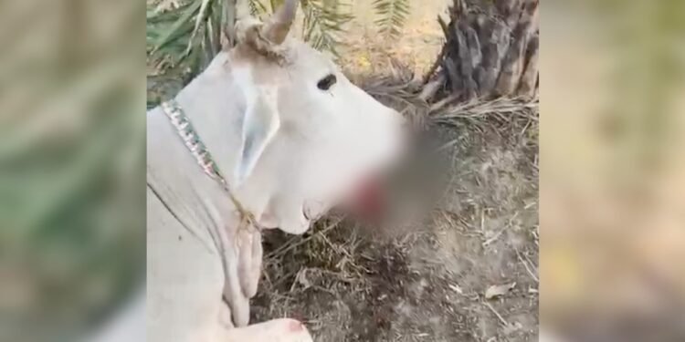 बेजुबान पर कहर… ‘पोटाश का गोला’ खा गई गर्भवती गाय, खेत में चरते समय मुंह में फटा, जबड़ा उड़ जाने से हालत नाजुक