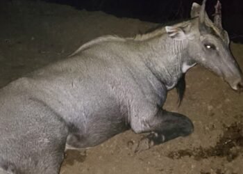 कार पर कूदी नीलगाय, शीशा तोड़कर अंदर जा फंसी, मां की गोद में बैठी मासूम की मौत; रोंगटे खड़े कर देने वाली घटना