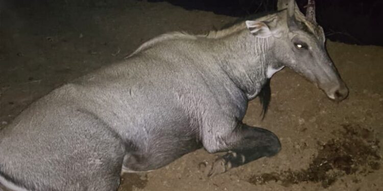 कार पर कूदी नीलगाय, शीशा तोड़कर अंदर जा फंसी, मां की गोद में बैठी मासूम की मौत; रोंगटे खड़े कर देने वाली घटना