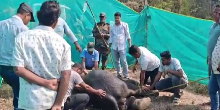 ओडिशा: हाथी ने चबा लिया देसी बम, अस्पताल ले जाते हुए दर्दनाक मौत