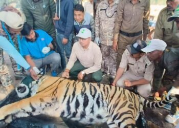 अनाथ शावक को जंगल का योद्धा बनाकर भेजा गया नौरादेही, संरक्षण प्रयासों को मिली बड़ी सफलता